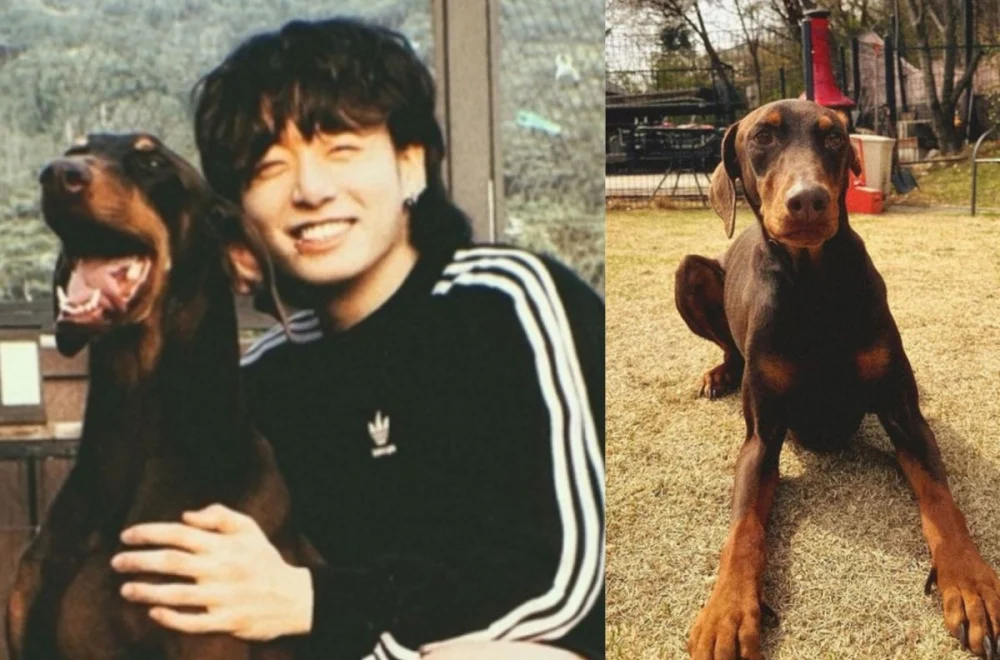 Ситуация вокруг собаки Чонгука из BTS вызывает недовольство фанатов